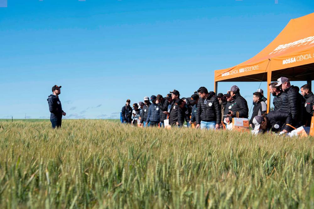 Mais de 200 pessoas estiveram reunidas no evento, que apresentou a campo novas cultivares de trigo.