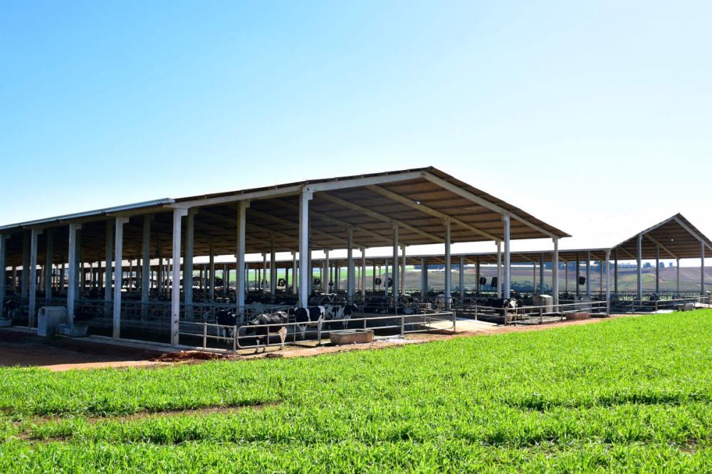 O FreeStall ou Compost Barn é um exemplo de obra realizada com pré-moldado que vem atendendo os pecuaristas de leite. Foto Toninho Anhaia