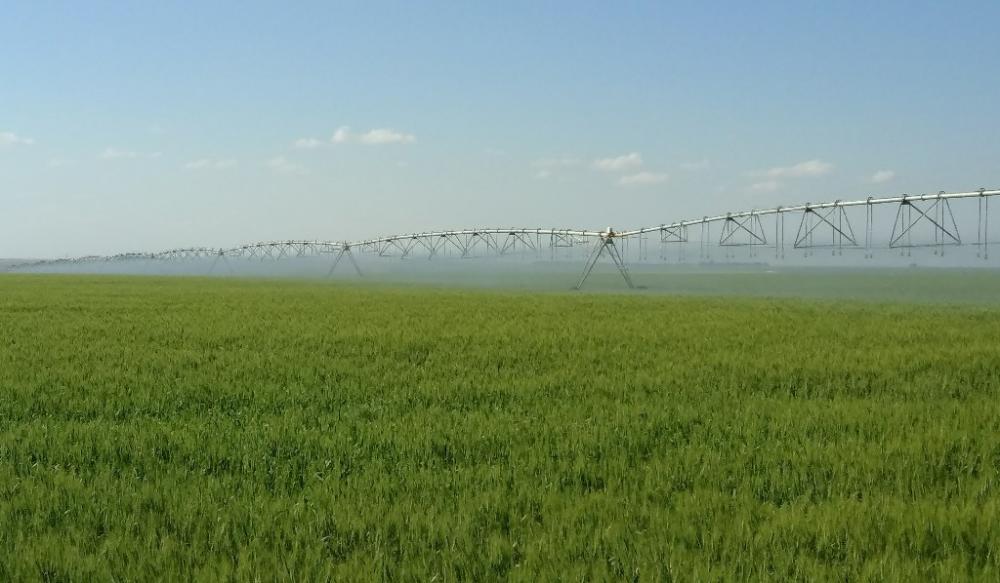 Bom desenvolvimento das lavouras em Goiás. Cultivar BRS 394 - Foto: Jorge Chagas