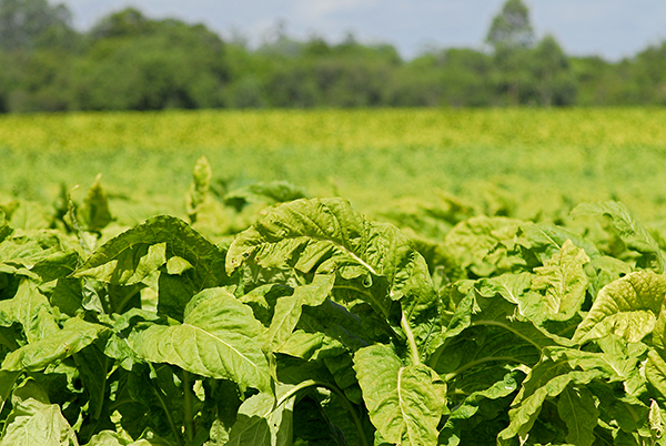O programa estimula práticas mais sustentáveis no cultivo e cuidado redobrado com a qualidade do tabaco.