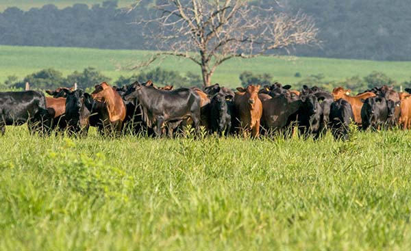 Mesmo perante à tamanha amplitude térmica, criadores experimentam resultados acima da média nos diferentes biomas brasileiros. Fotos Assessoria