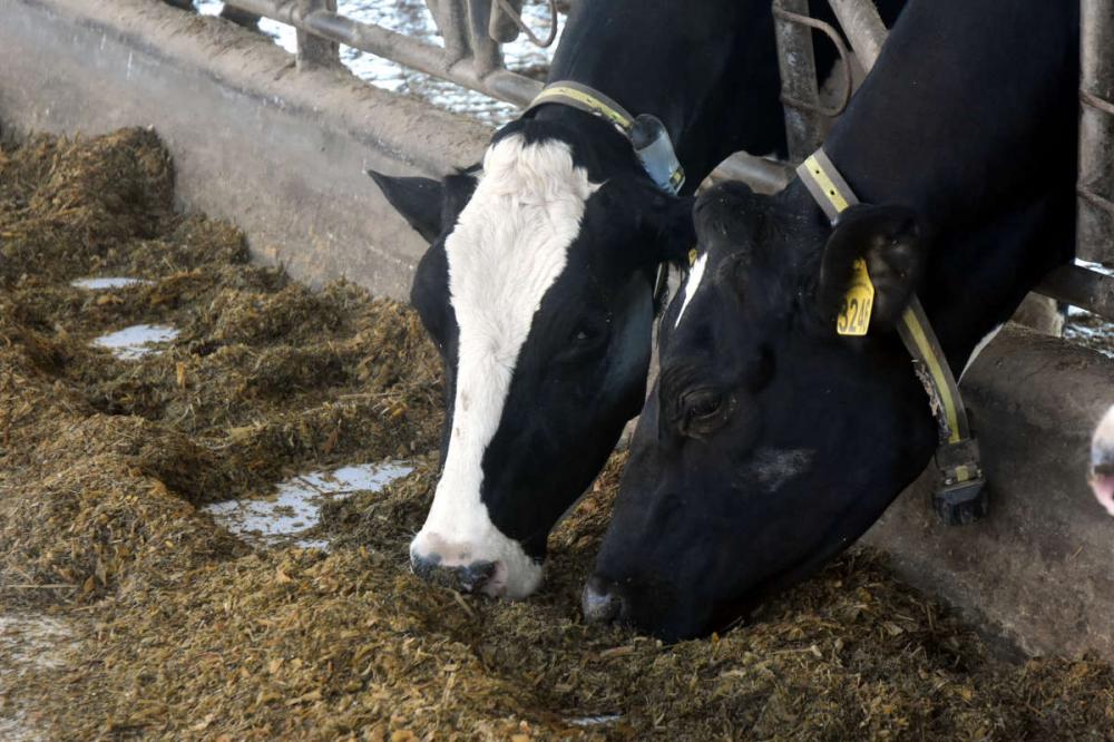 Com o aumento do custo da nutrição animal, garantir o balanceamento correto e a qualidade nutricional dos alimentos é fundamental para melhorar o desempenho do rebanho.