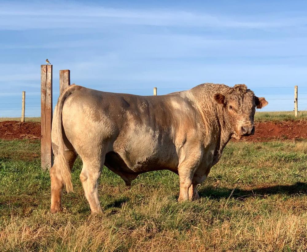 O Murray Grey é um gado de corte de origem australiana, resultado do cruzamento de touro Aberdeen Angus com fêmea White Shorthorn.