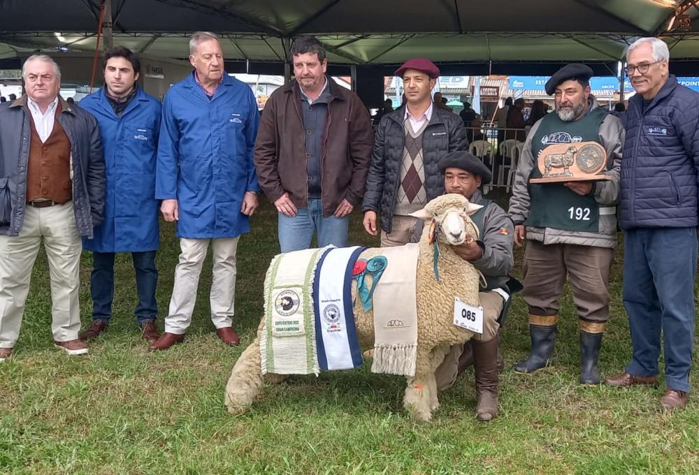 Romney Marsh Fêmeas - Cabanha Gravatá 83 - Crédito Ieda Risco AgroEffective Divulgação