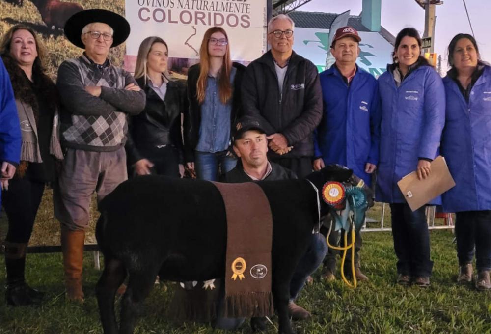 Texel NC-C Macho - Agropecuária Maré NC 207 - Crédito Tatiana Py Dutra Divulgação