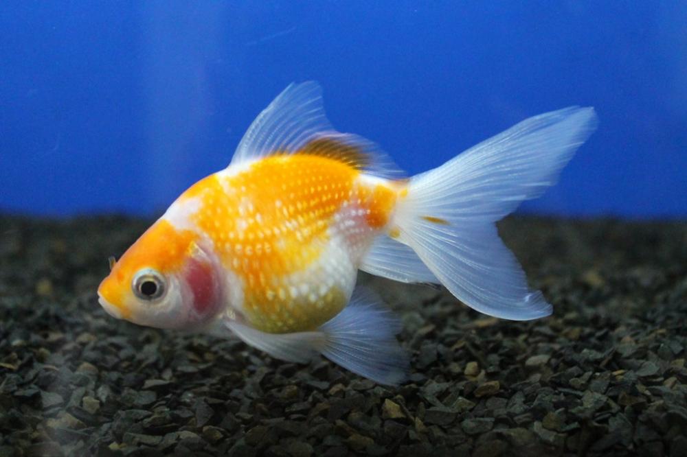 Assim como outros setores da aquicultura no Brasil, o de peixes ornamentais ainda não expressou todo o seu potencial de crescimento. Foto: Fabrício Rezende