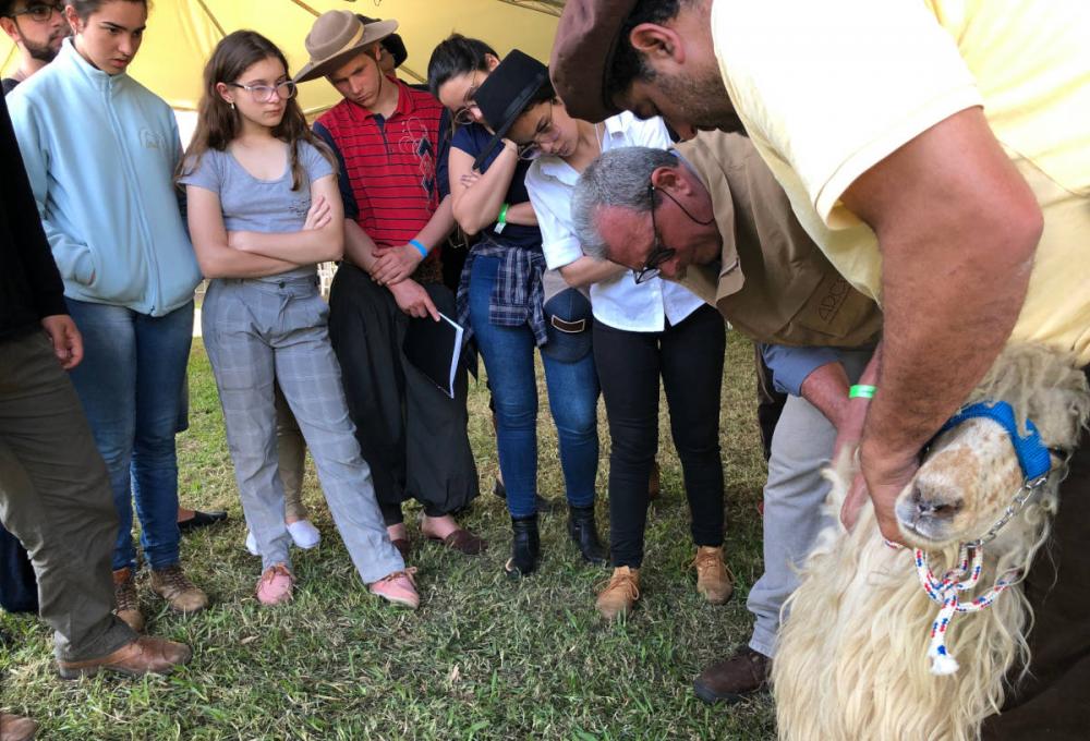 Reunidos na pista de julgamentos de ovinos, os estudantes aprenderam sobre a postura ética de um julgador, as categorias consideradas pela Associação e até sobre a diferença entre as rosetas de premiação da Expointer. 