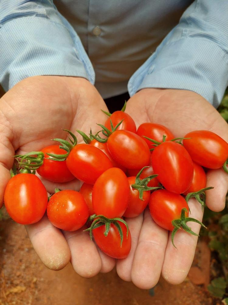 Outro diferencial deste tomate é seu custo de produção. 