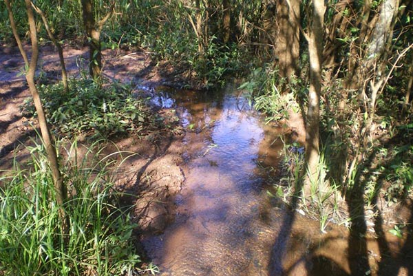 Floresta Ombrófila mista, integrante do bioma Mata Atlântica no município de Laranjal/PR. (foto: Serviço de Implantação do Incra/PR)