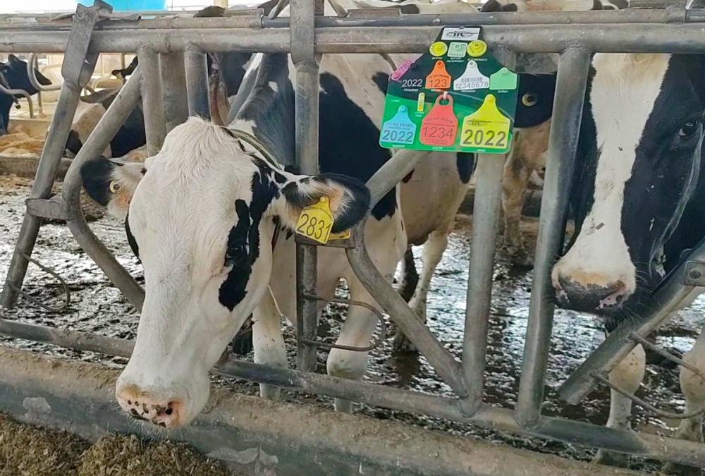 A identificação individual dos animais, seja permanente ou temporária, é uma prática que ajuda na tomada de decisão.