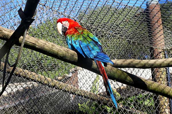 Os proprietários de imóveis interessados em colaborar com a preservação da fauna silvestre vitimada já podem se cadastrar para as Áreas de Reabilitação de Animais Silvestres (ARAS) e Áreas de Soltura de Animais Silvestres (ASAS) apreendidos no Estado do P