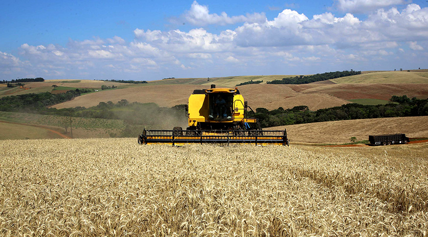 Produção de trigo avança e deve confirmar recorde aproveitando cenário global favorável às commodities brasileiras - Foto: Jaelson Lucas/AEN-PR