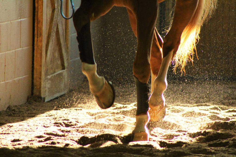 De acordo com o especialista, com os cascos mais saudáveis, os cavalos se tornam mais produtivos. 