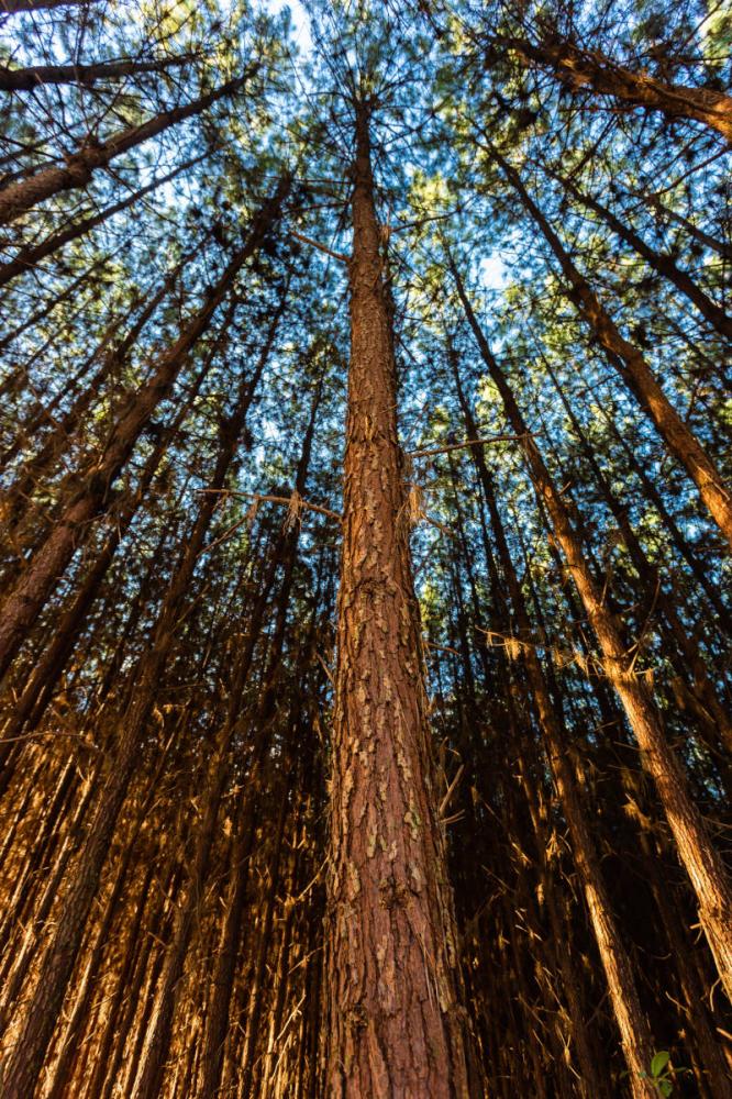 A empresa WestRock implementou no Brasil em escala operacional, o plantio clonal de famílias de irmãos completos de Pinus taeda: um processo inovador para a produção de novas árvores de alta performance da espécie.