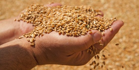 Para o diretor de operações de mercado agrícola da Castrolanda, José Reinaldo Oliveira, que falou pelo estado de São Paulo, o clima foi um fator de impacto no início do plantio, mas, mesmo com esse desafio, os produtores esperam colher cerca de 290 mil to