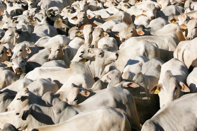 A expectativa do Paraná é ser reconhecido pela OIE como área livre de aftosa sem vacinação em maio de 2021.
