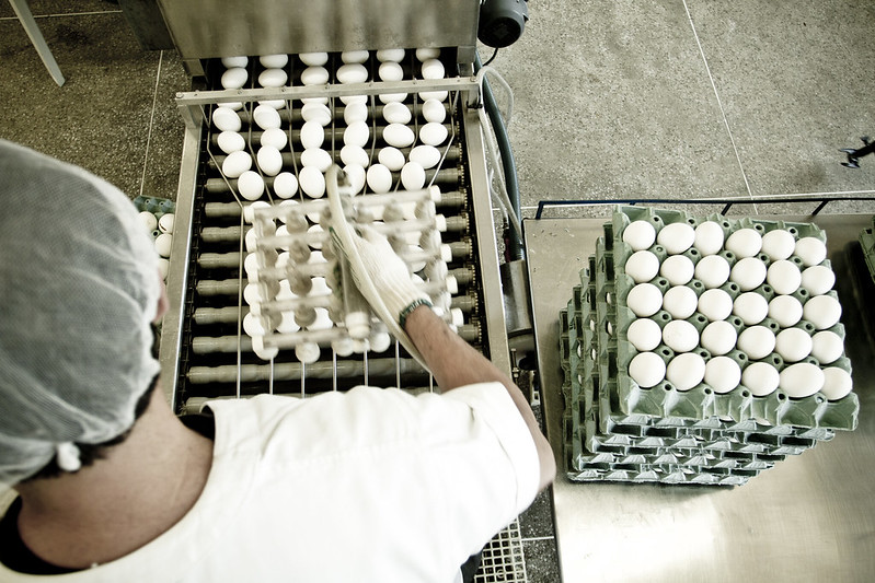 Em volume, as vendas brasileiras de ovos ao mercado externo alcançaram 446 toneladas no oitavo mês deste ano, desempenho 21,5% menor que o alcançado em 2021, com 568 toneladas. Foto Sistema CNA/Senar - Wenderson Araujo