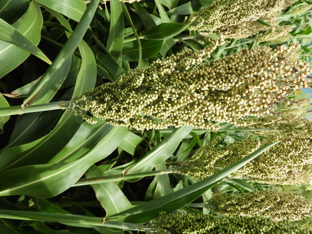 O sorgo é uma cultura muito antiga, originária da África e parte da Ásia. 