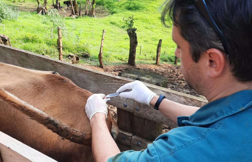 A transferência de embriões faz parte do projeto de Incentivo e Apoio à Bovinocultura e Bubalinocultura de Leite para ampliar as opções de renda dos produtores rurais e disponibilizando um alimento de alta qualidade para a população.