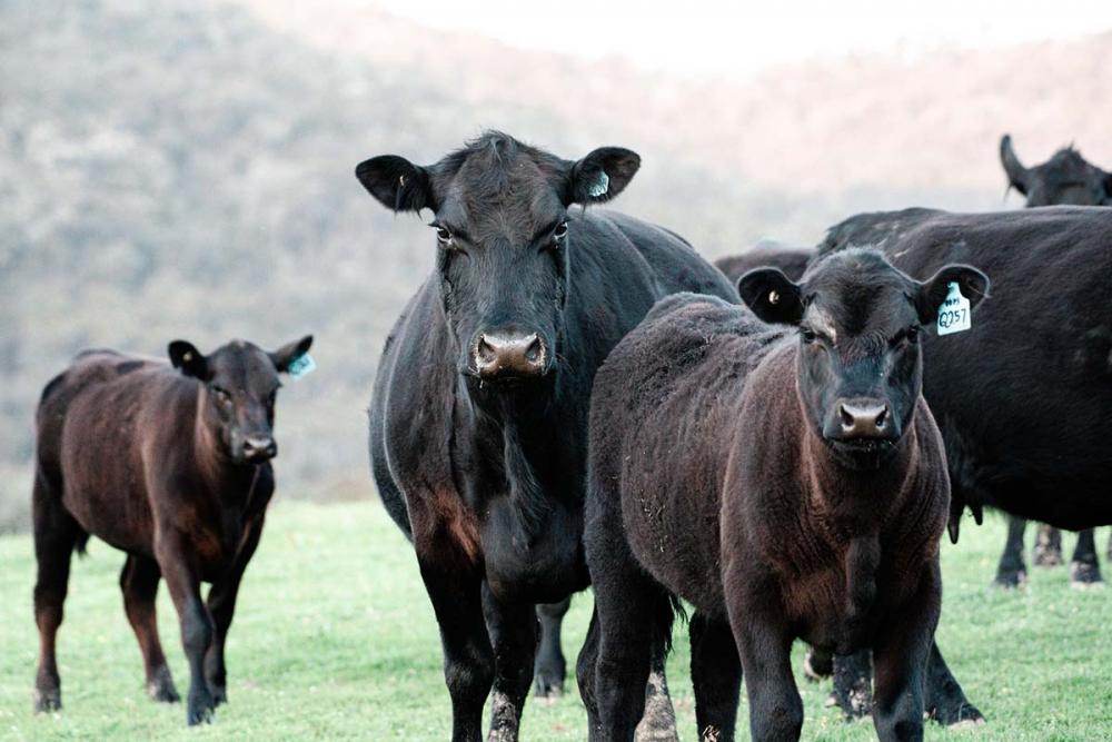O controle biológico de pragas na pecuária, principalmente quando falamos do controle de carrapatos, traz diversos desafios.
