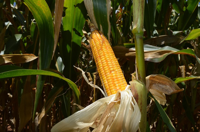 600 famílias do Ceará cultivaram o milho biofortificado BRS 4104 - Foto: Sandra Brito