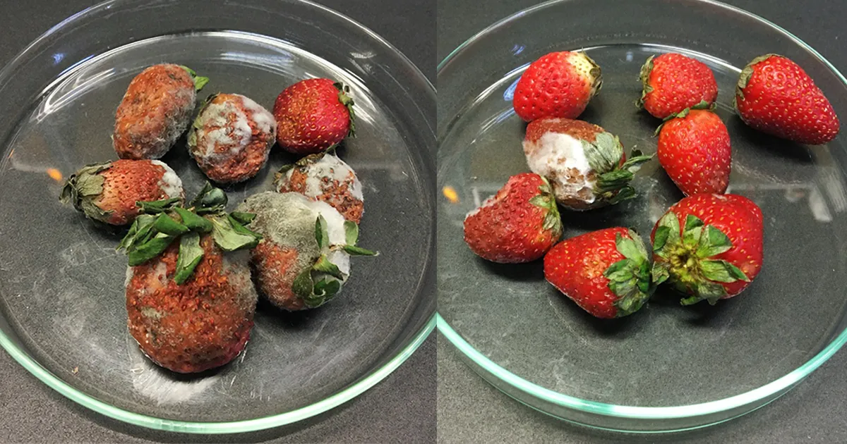 Imagem comparativa entre morangos não revestidos e os revestidos com o antioxidante extraído da casca da romã. As frutas revestidas pela película são 30% menos contaminadas por microorganismos e perdem 16% menos água, comparadas às sem a proteção, fatores