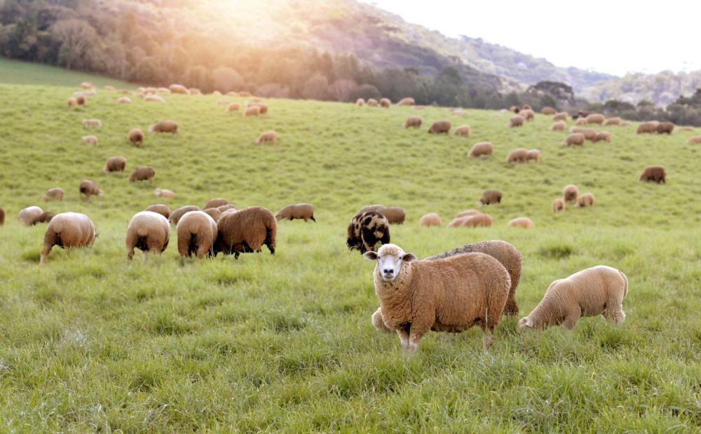 O objetivo é alcançar a autossuficiência com a profissionalização dos agentes da cadeia produtiva e atingir a produção de 1 milhão de animais ao ano (Foto: divulgação Sistema Faesc/Senar).