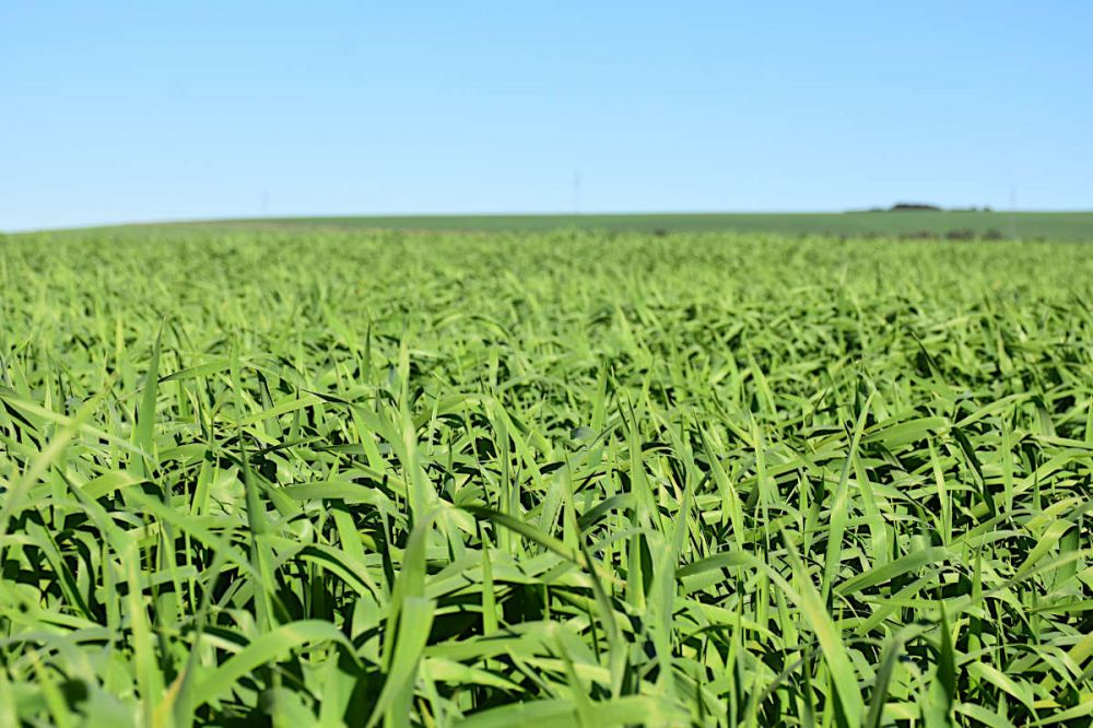 A Secretaria de Estado de Agricultura e Abastecimento (Seab) estima um crescimento expressivo da área de cevada até 2025, podendo triplicar e chegar a 100 mil hectares. Foto Toninho Anhaia