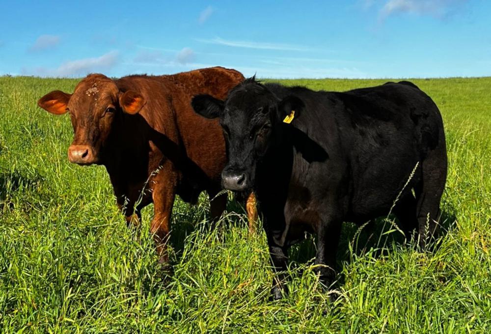 A formação Lavoura de Carne será realizada nos dias 27 e 28 de setembro e 4 e 6 de outubro, das 19h às 22h. É necessário ter acesso à plataforma Zoom para participar. 