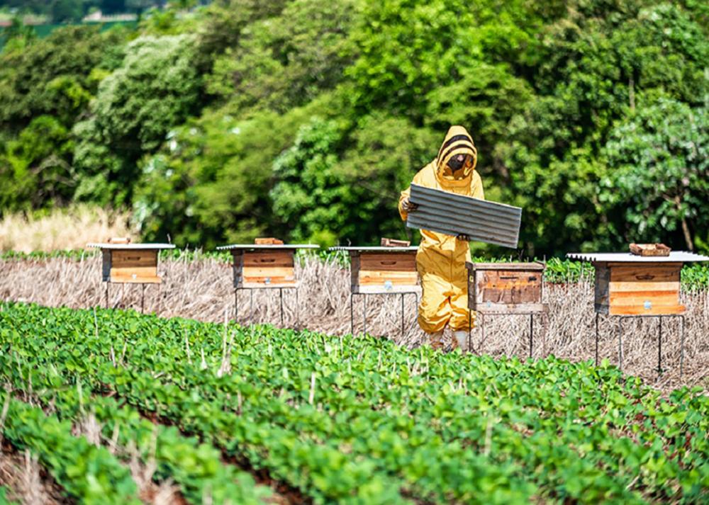 Experimento realizado com abelhas no interior de uma parcela de soja engaiolada confirma crescimento do rendimento de soja Fotos: A. Neto