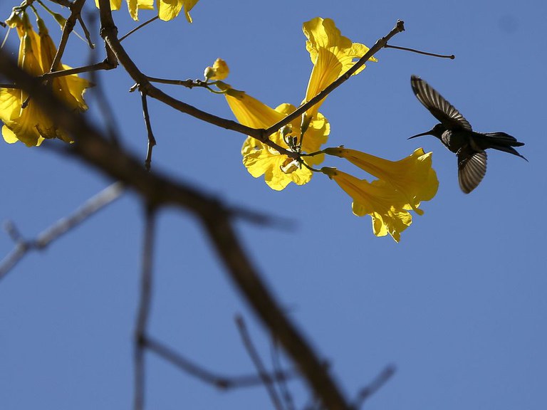  Foto: Marcelo Camargo/Agência Brasil