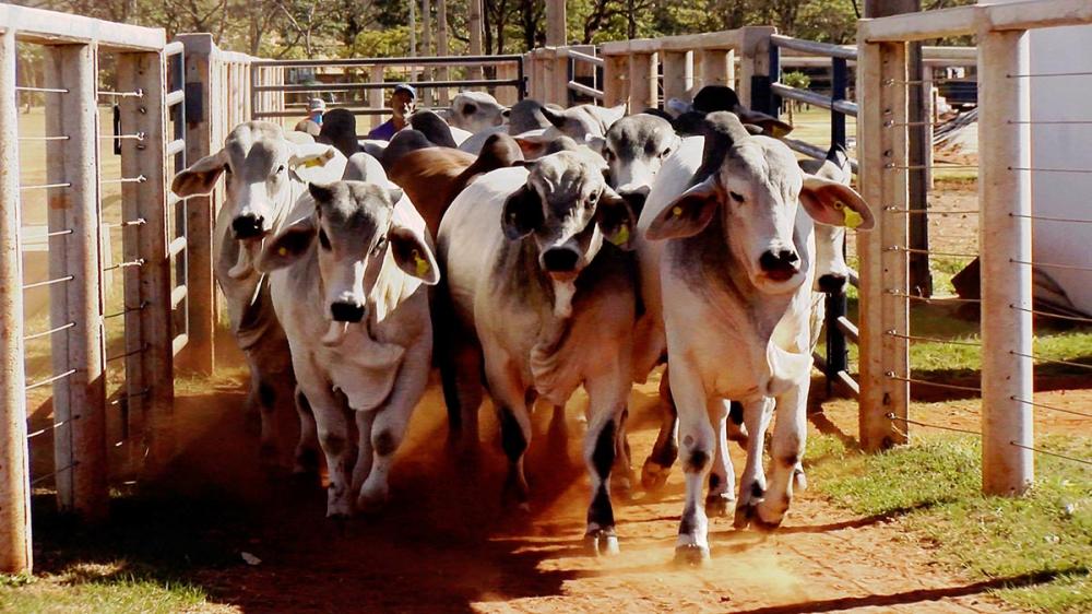 O projeto, realizado na Fazenda Experimental da ABCZ, em Uberaba (MG), teve início em junho de 2021 e foi finalizado em julho de 2022. Foram avaliados 106 bovinos, sendo 41 da raça Tabapuã, 25 da raça Guzerá, 17 da raça Brahman e 23 da raça Sindi, todos m