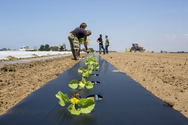 O bioplástico transformam-se em adubo em seu fim de vida útil, servindo como fertilizante para a terra.