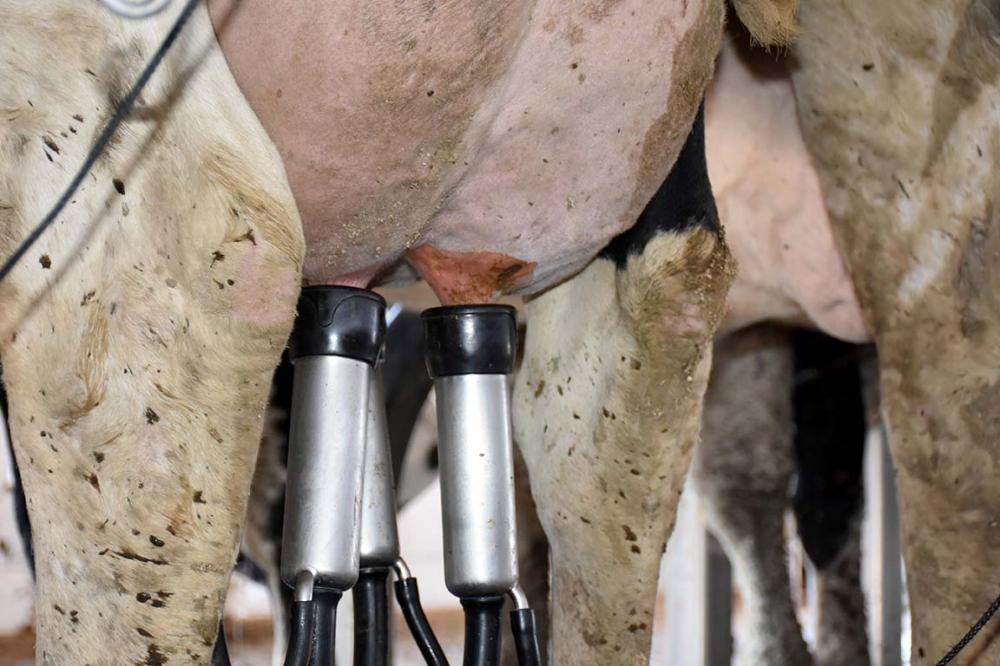 Uma máquina desregulada, que ocasionalmente realiza a sucção com mais força na hora da ordenha, pode ferir o esfíncter – canal de saída do leite – do animal deixan.do-o aberto para a entrada da bactéria. Foto Toninho Anhaia