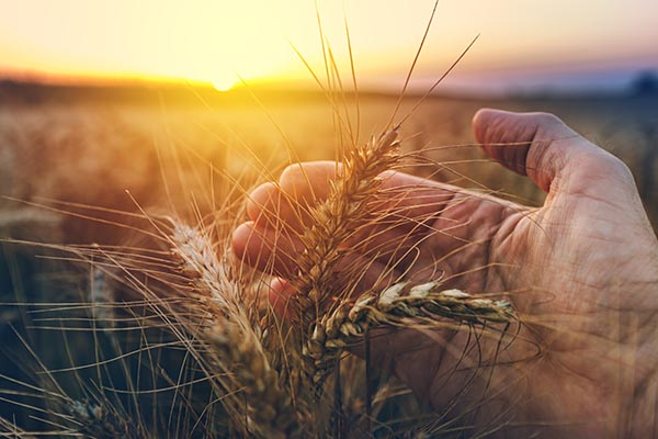 Os agricultores de hoje são constantemente desafiados por terem que produzir mais colheitas com menos recursos.