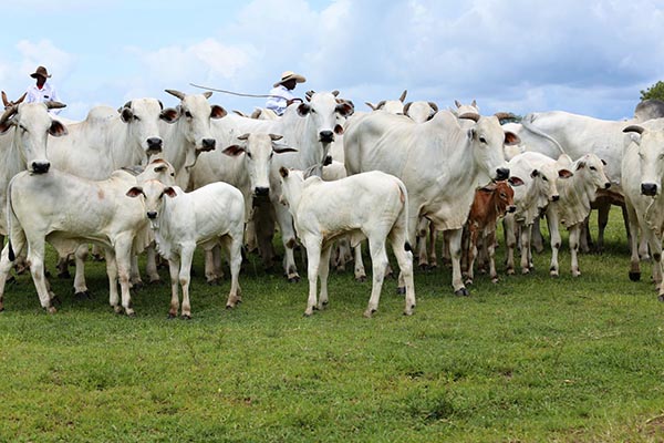 É fundamental que o produtor entregue animais para o abate padronizados e com frequência. Foto arquivo.
