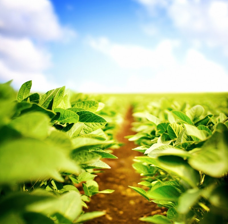 Os resultados obtidos foram tão bons que o Grupo Samara se sagrou campeão na categoria “Refúgio” do Liga i2x, concurso de produtividade criado pela Bayer para reconhecer e premiar os produtores que alcançarem novos patamares de produtividade com a Platafo