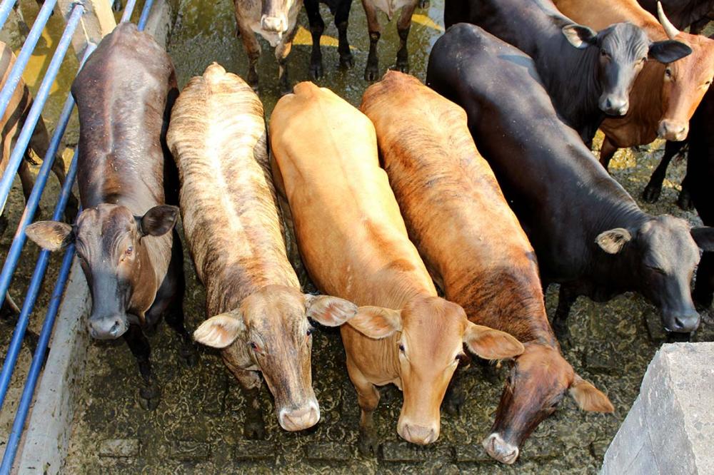 Para a Associação Sul-Mato-Grossense de Produtores de Novilho Precoce, com a margem de ganho cada vez mais apertada, o pecuarista deve ficar de olho nos detalhes da gestão da propriedade, entre eles, no formato de comercialização dos animais, às plantas f