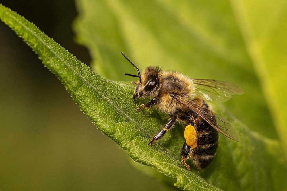 De acordo com dados do Ministério do Meio Ambiente, cada abelha visita cerca de seis mil flores por dia, fator determinante para a polinização de milhares de plantas, inclusive alimentícias. Pixabay Imagem