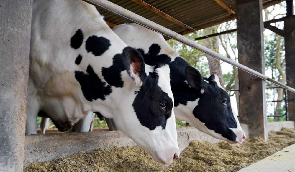 No Paraná, a Frísia irá trabalhar das duas formas: pecuária de corte tradicional e engorda de machos da raça holandesa.