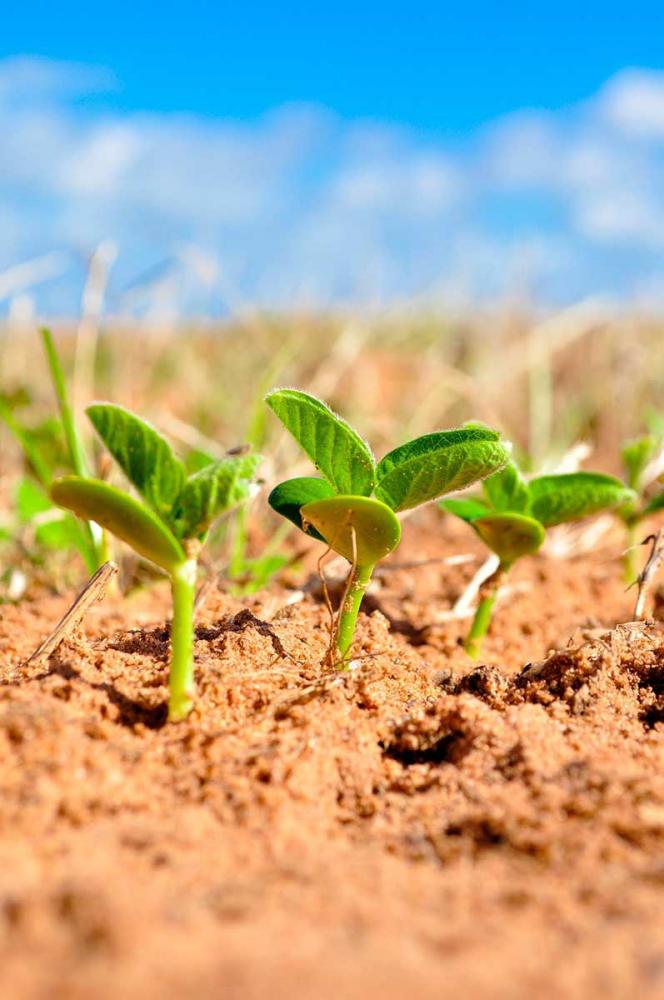 Equilibrar os níveis de nutrientes do solo é a primeira regra, “pois os agricultores precisam entender quais as necessidades do solo para fazer a adubação adequada. 