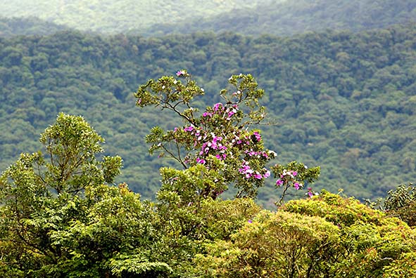 Entre os aspectos analisados pela 4CCR, está a importância da Mata Atlântica, um dos biomas mais ricos em biodiversidade, e que exercem múltiplas funções ambientais.