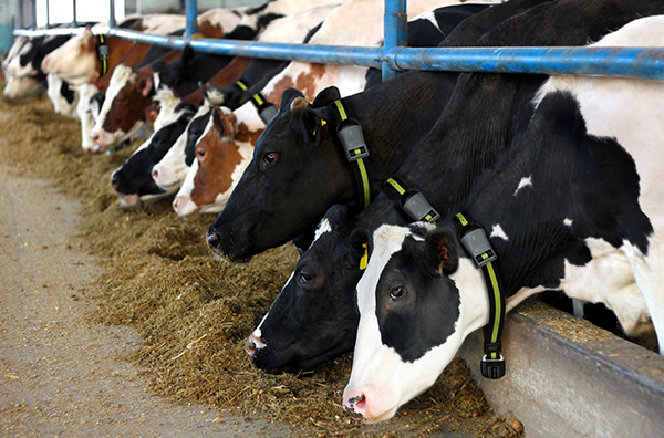 A proposta é levar aos produtores e profissionais do setor informações de como a tecnologia de monitoramento animal auxilia para melhores resultados da atividade leiteira, bem como traz benefícios para a prevenção de doenças, por exemplo.
