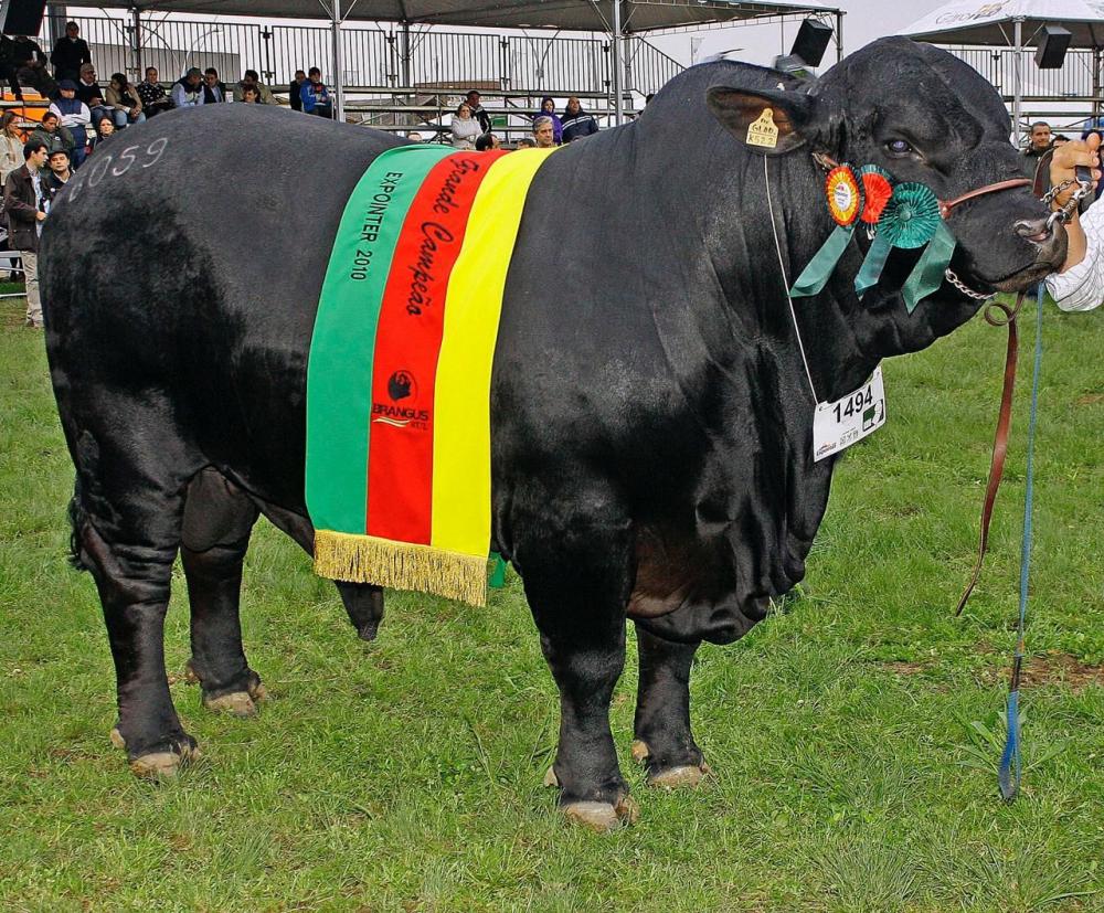 A pecuária brasileira despede-se, nesta semana, do touro Brangus Spartacus, que faleceu na Central Progen no Rio Grande do Sul, aonde estava em coleta desde 2009.