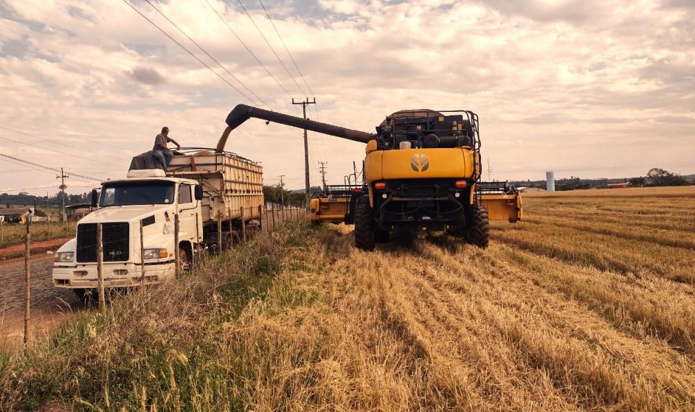 O Paraná e o Rio Grande do Sul são responsáveis, juntos, por 90% de toda a produção nacional de trigo.