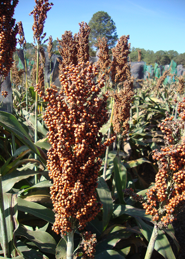 Tratamento térmico de extrusão melhora propriedades funcionais do sorgo - Foto: Valéria Queiroz