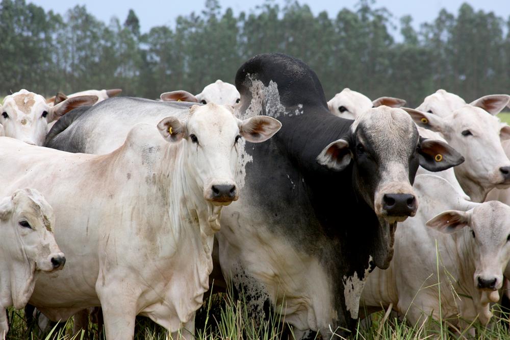 Para Ricardo Viacava, CEO da marca CV Nelore Mocho, a nova DEP é importante para produção de animais mochos, pois ajuda a identificar um touro que vai mochar uma grande parte ou toda a produção, e até os cruzamentos. 
