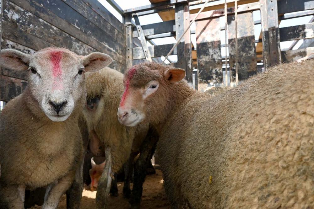 Nesta entrega de outubro o carregamento contou com 150 ovinos. Foto Toninho Anhaia