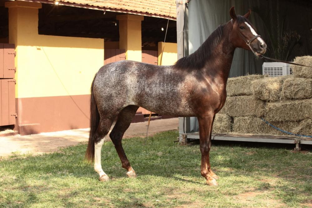 Criadores de cavalos e éguas Mangalarga querem resgatar o prestígio que a raça equina já teve no Noroeste Paulista em décadas passadas.