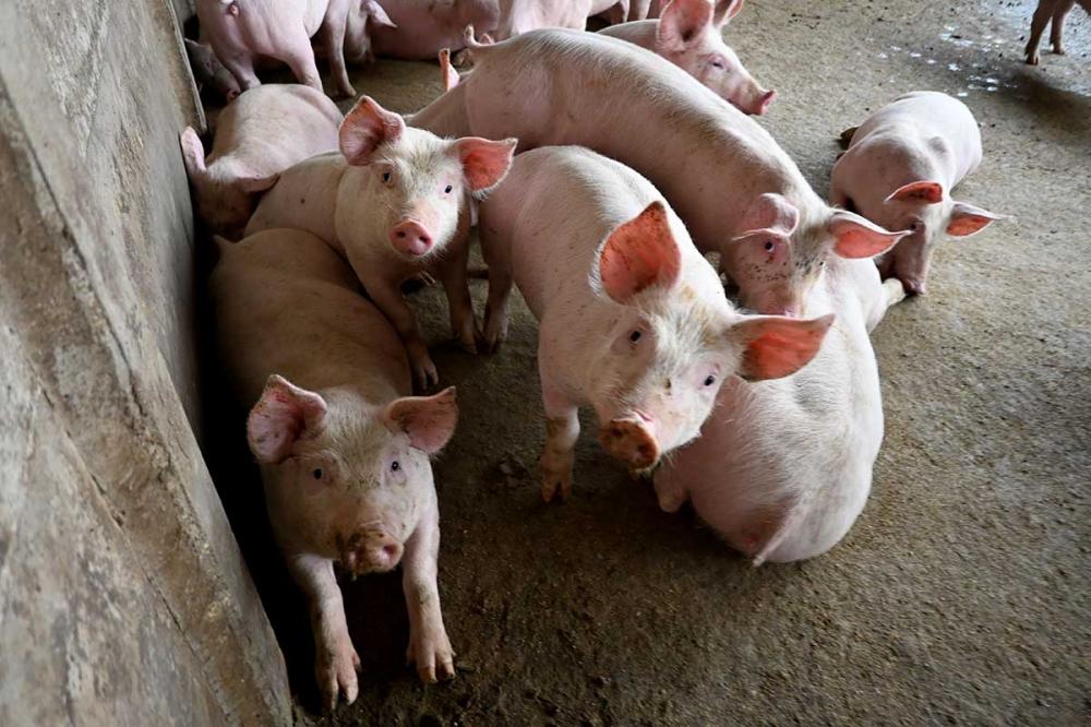 A cadeia da suinocultura no Brasil é grande, ela nasce com a produção de rações, transporte, abatedouros, frigoríficos e engloba todo o ciclo da cadeia produtiva da proteína. Foto Toninho Anhaia